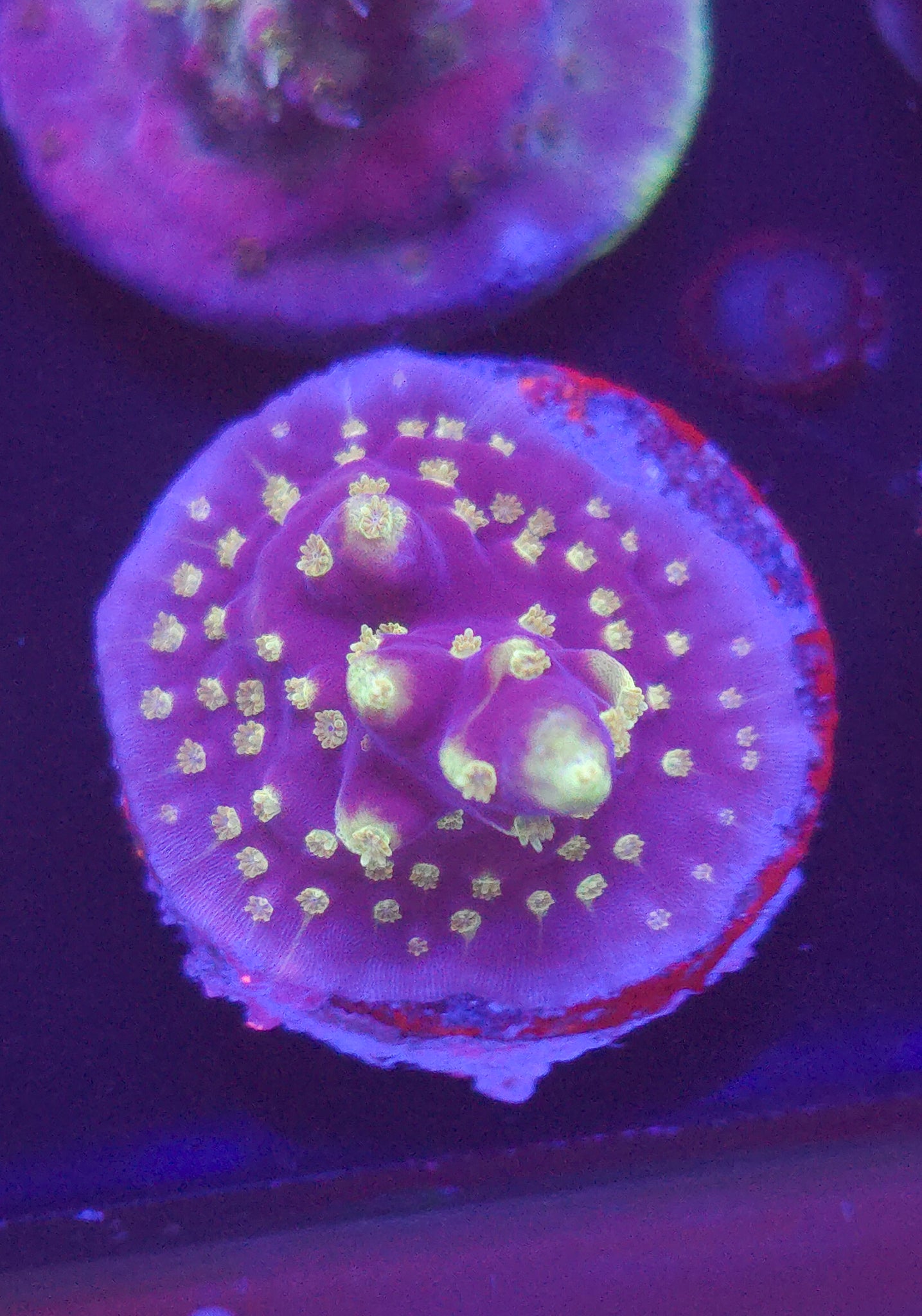 ARC Black Dragon Acropora