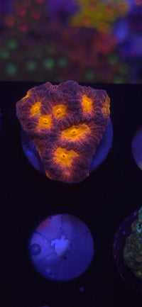 Space Cakes Favia