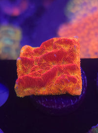 Blood Orange Leptoseris