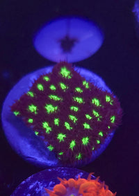 Spooky Leptastrea