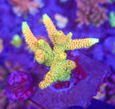 RMF Acid Trip Millepora