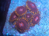 Aphrodite Zoa