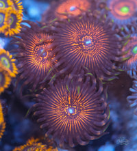 Nightcrawlers Zoa
