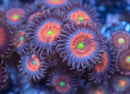 Gobstoppers Zoanthid