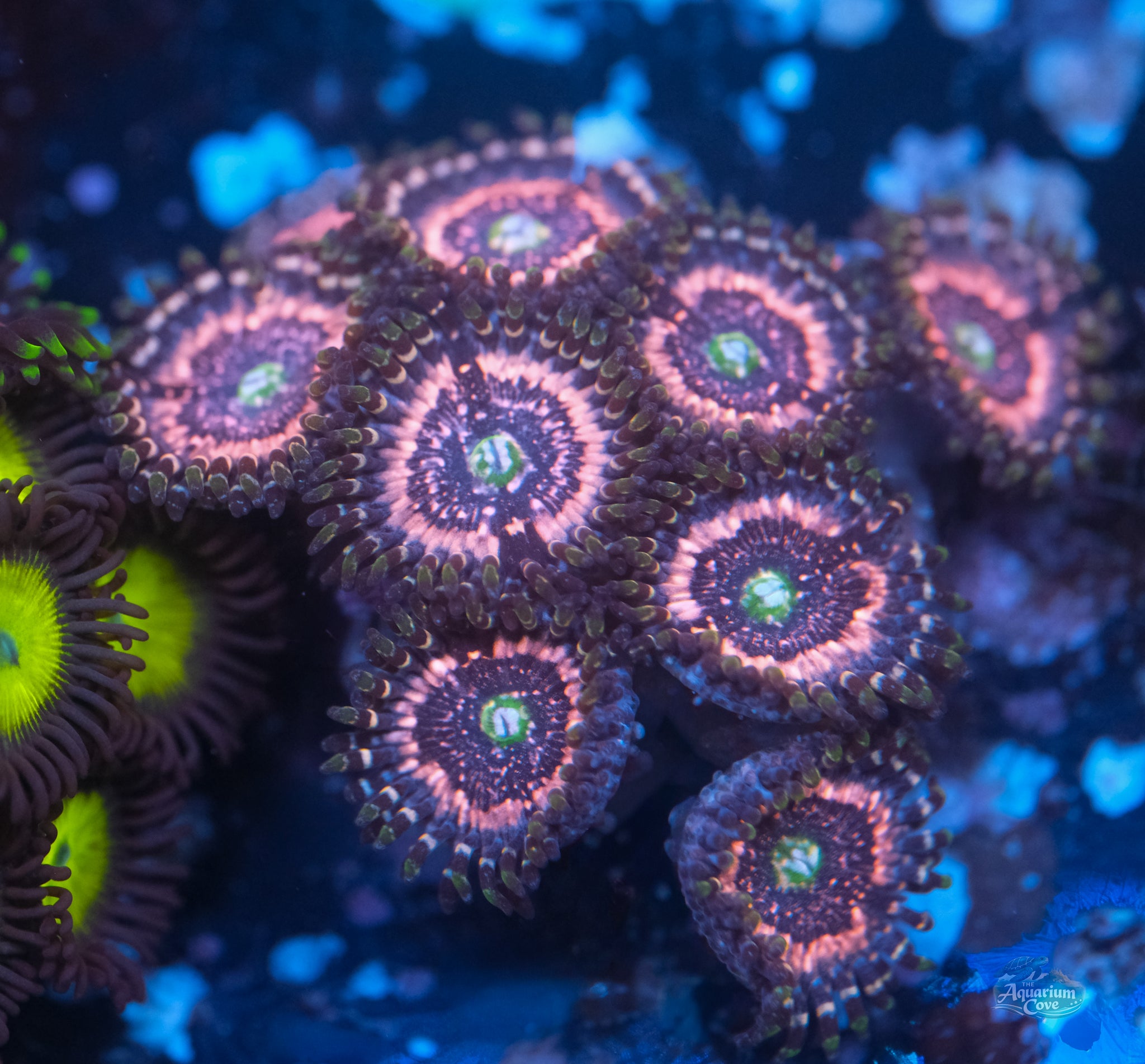 Pink Zipper Zoa
