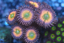 Rainbow Infusion Zoa