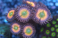 Rainbow Infusion Zoa