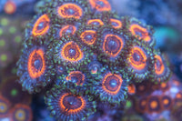 Armor of God Zoanthid