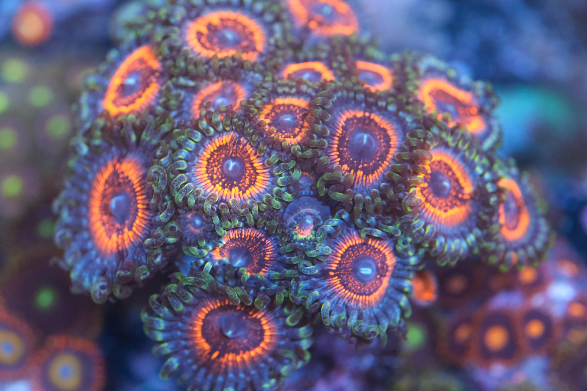 Armor of God Zoanthid