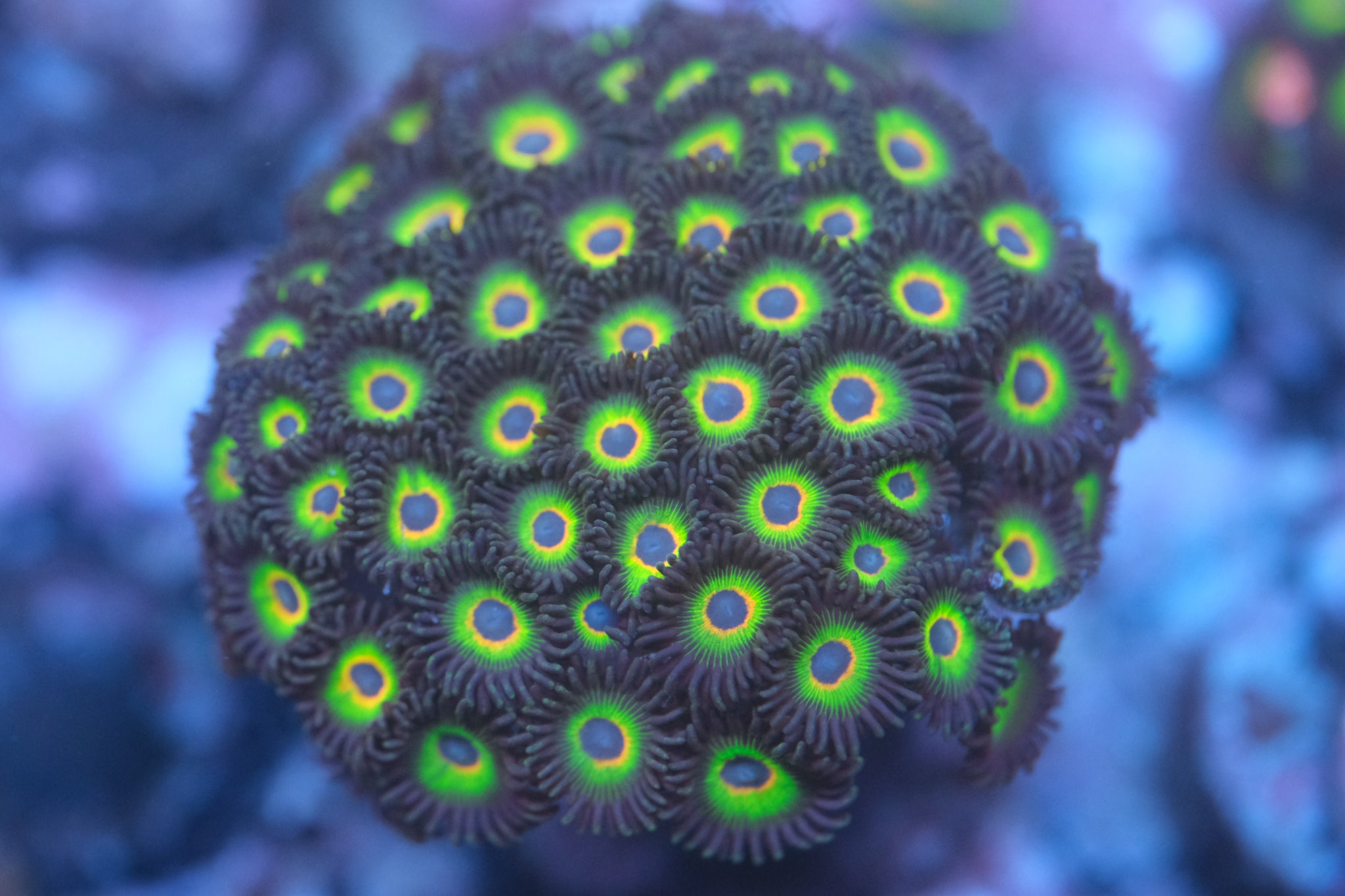 Bob Marley Zoanthid