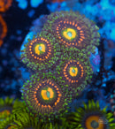 Rainbow Incinerator Zoa