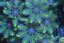 Yellow Clove Polyps
