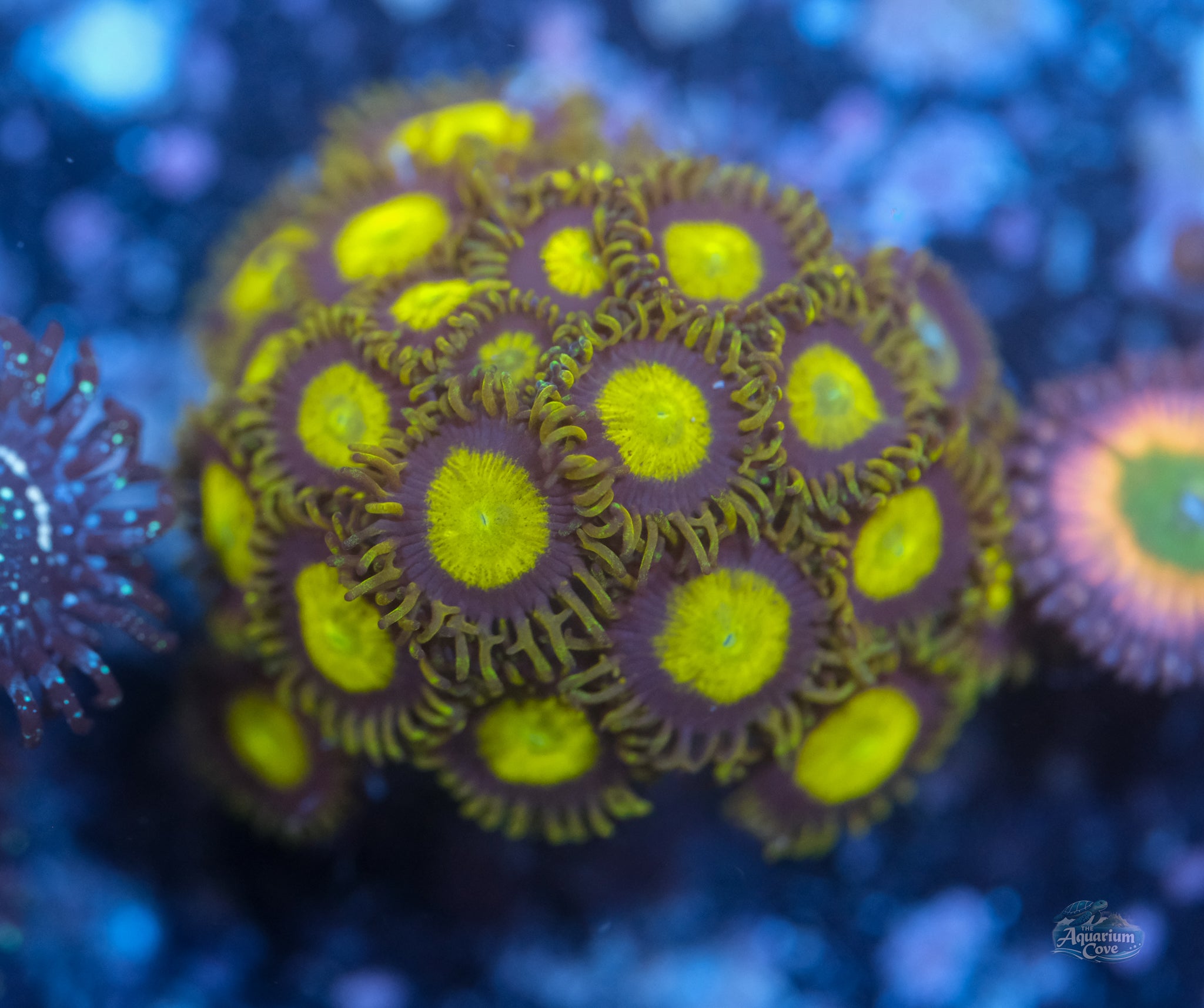King Midas Zoanthid