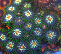 Daisy Cutter Zoanthid