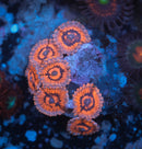 El Corazon Zoanthid