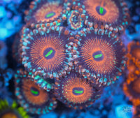 Salted Agave Zoas