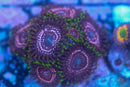 Taser Zoa