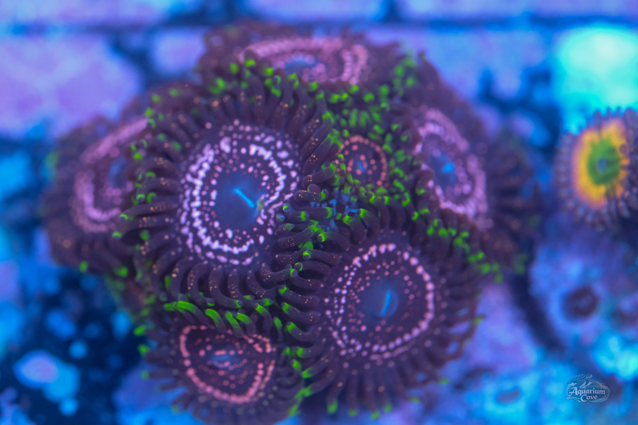 Taser Zoa