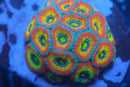 Holy Grail Micromussa