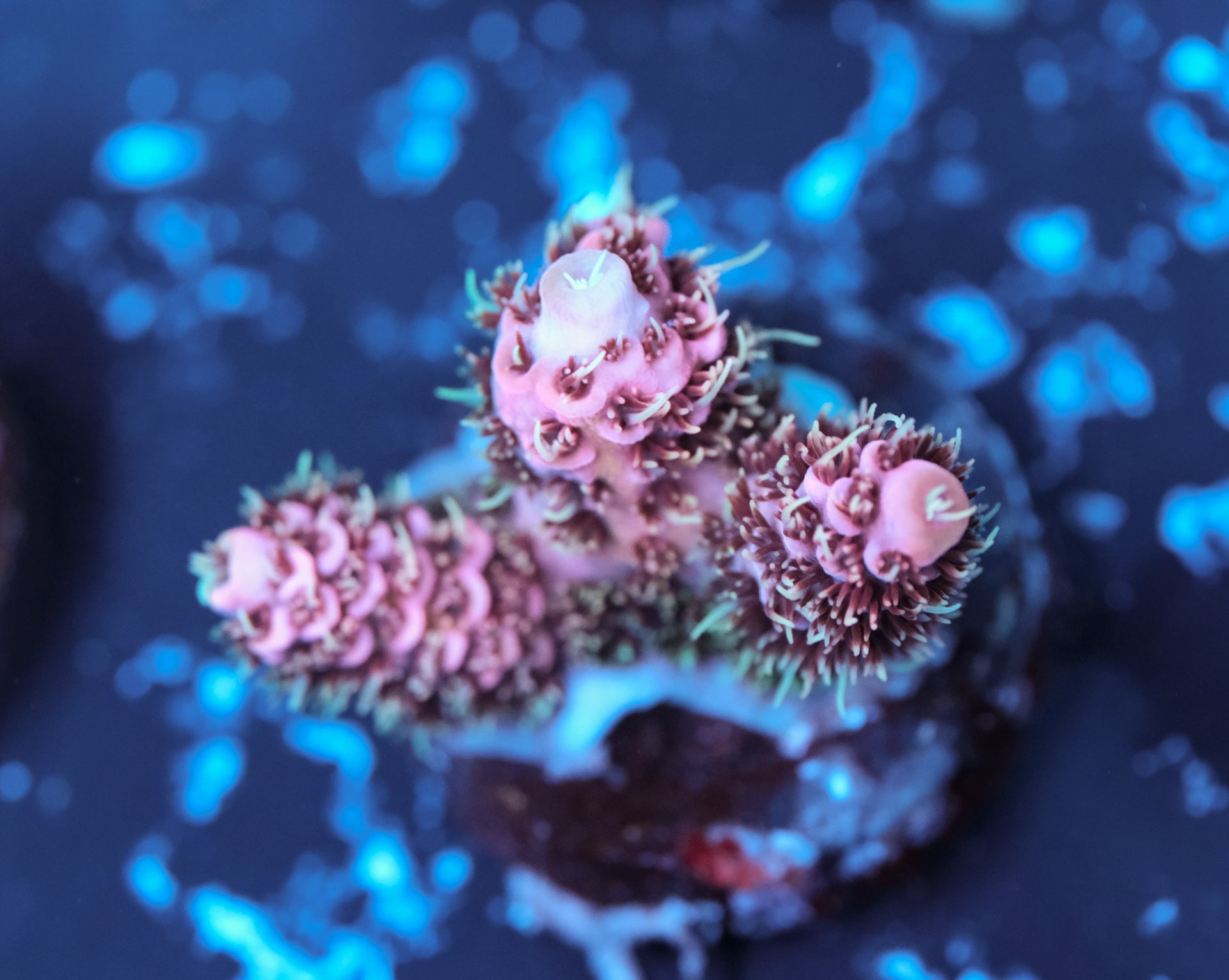 Jello Shot Millepora