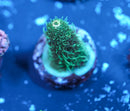 AC Green Giant Millepora