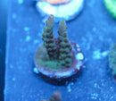 MC Bank Heist Acropora