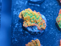 JF Vino Montipora