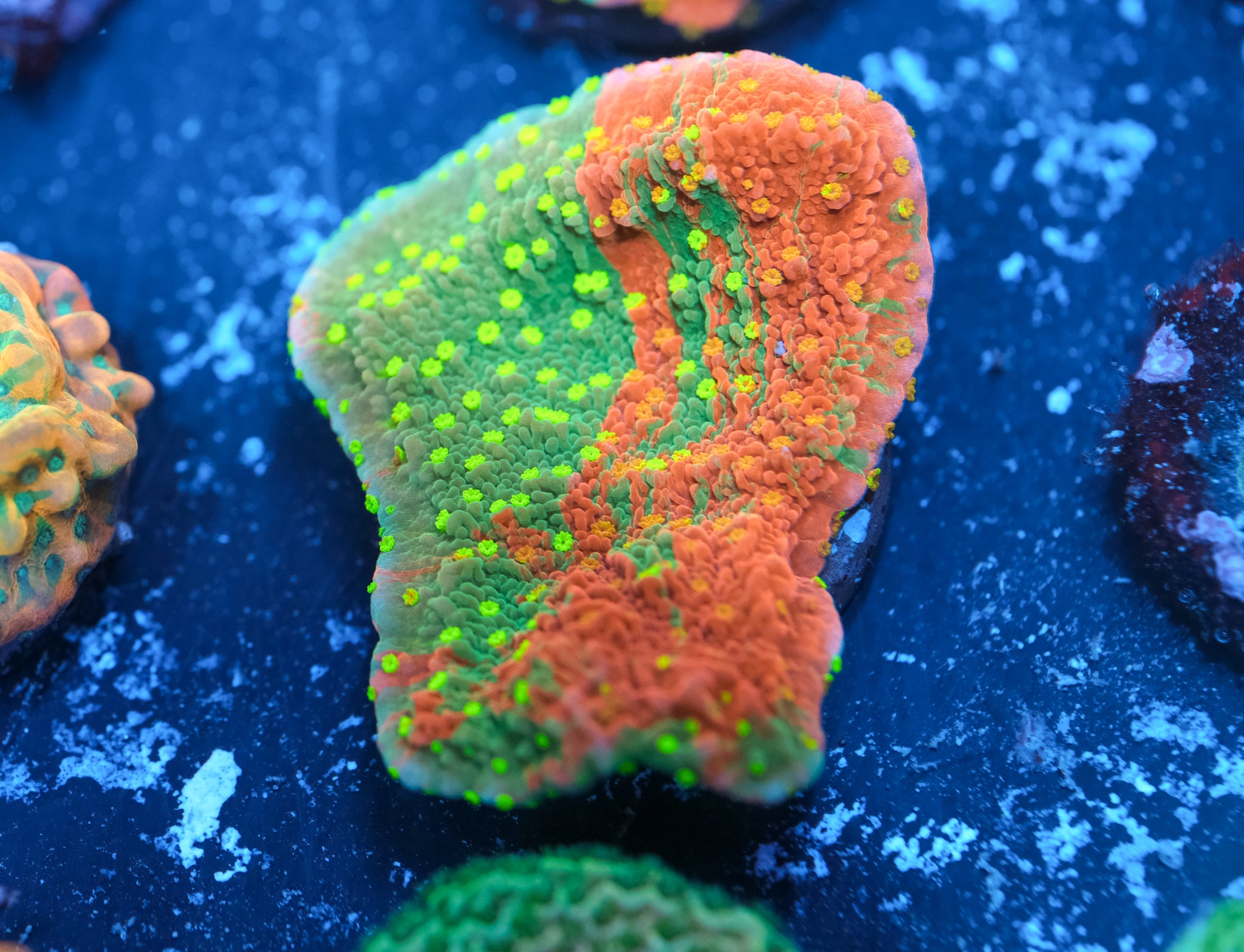 WWC Grafted Sunfire Montipora