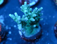 Hawkins Echinata