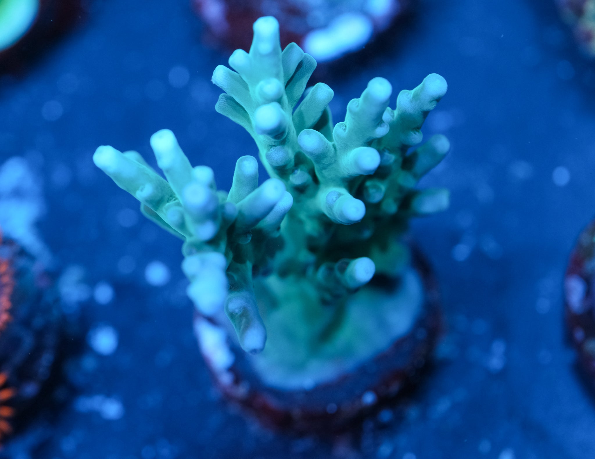 Hawkins Echinata