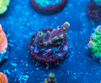 Pink Cadillac Acropora