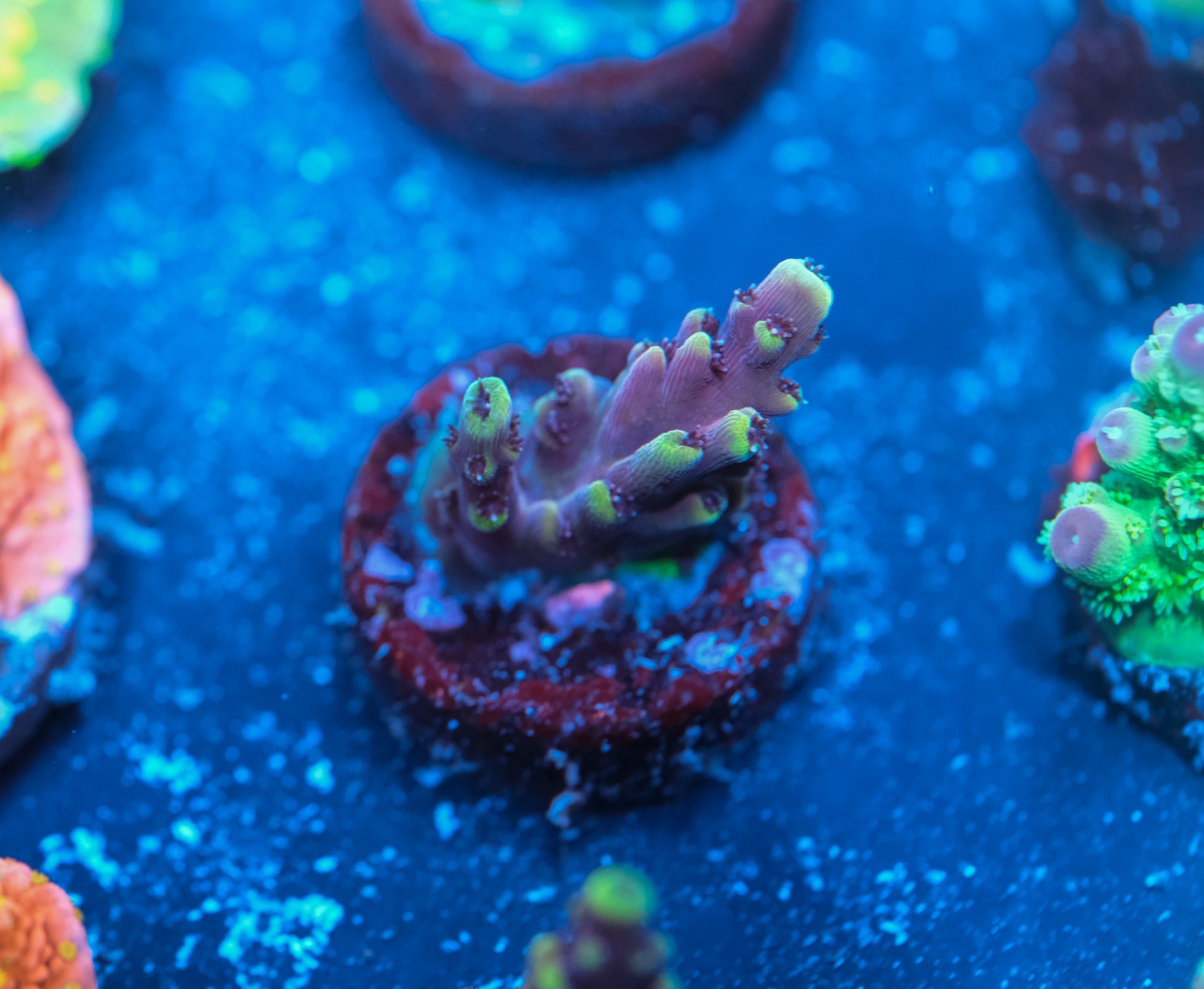 Pink Cadillac Acropora