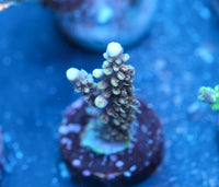 ACI Dreamweaver Acropora