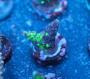 TGC Grafted Boogeyman Acropora