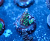 AC Wildberry Acro