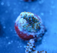 Rt.66 Merlin Staff Acropora