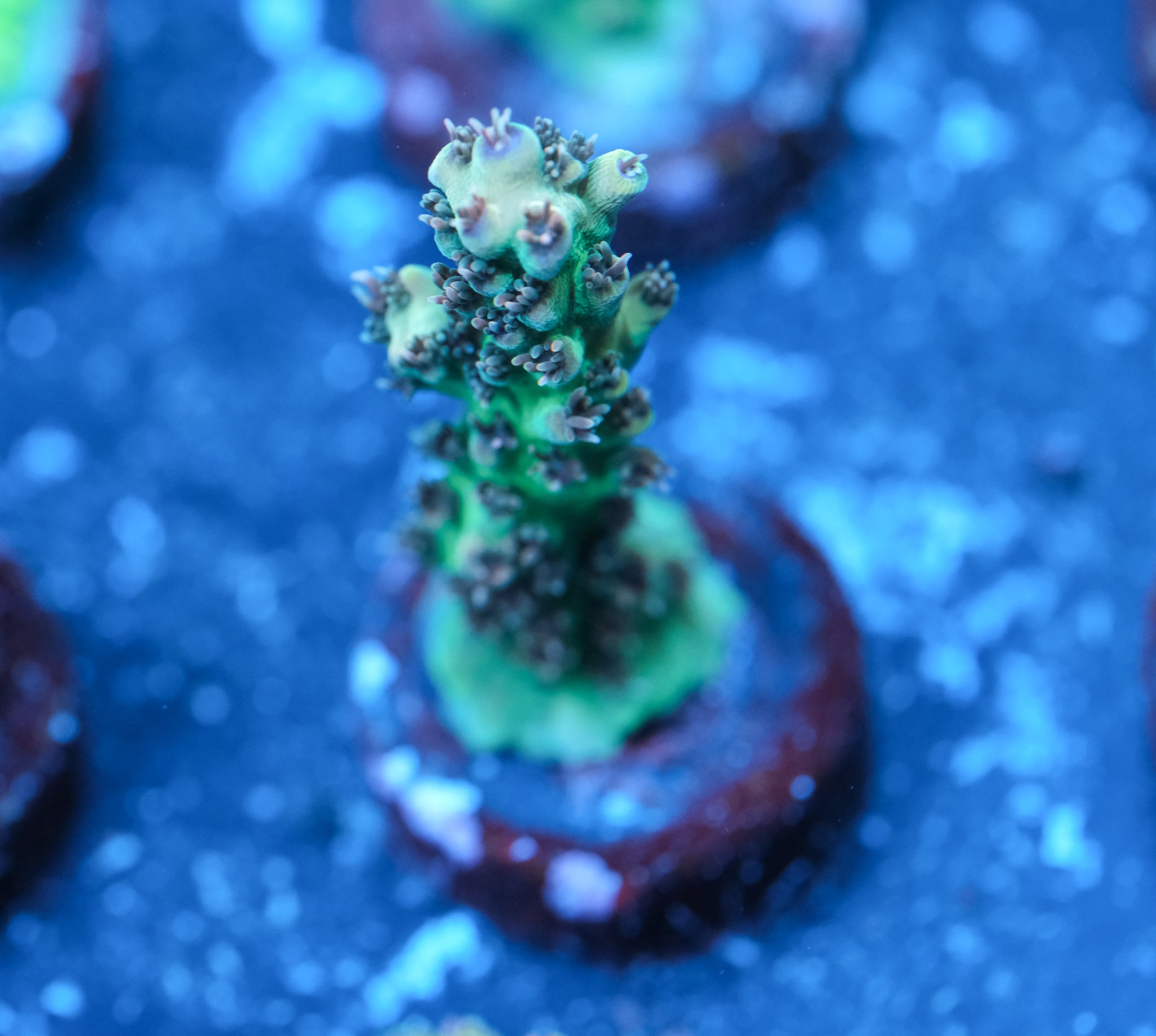 AC Limewire Acropora