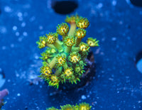 TCK Grandmaster Goniopora