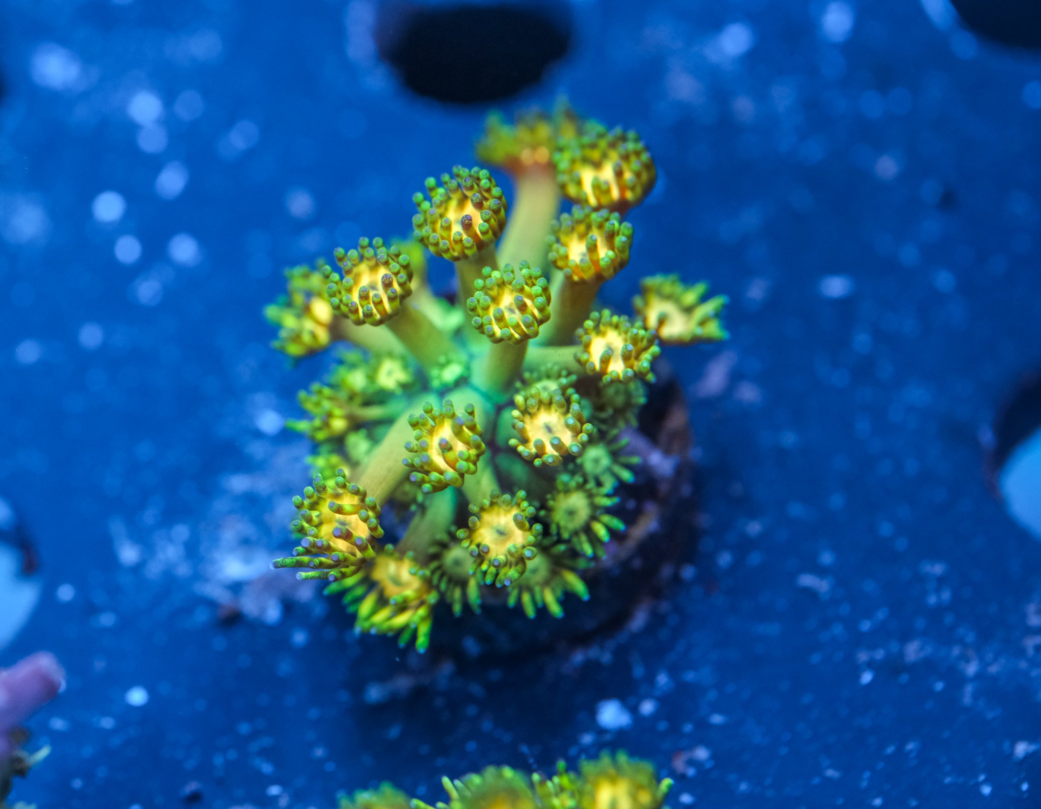 TCK Grandmaster Goniopora