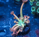 LRO Treasure Island Goniopora