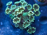 Shamrock Alveopora