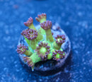 UC Space Glitter Goniopora