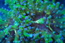 Frogspawn