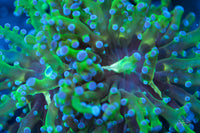 Frogspawn