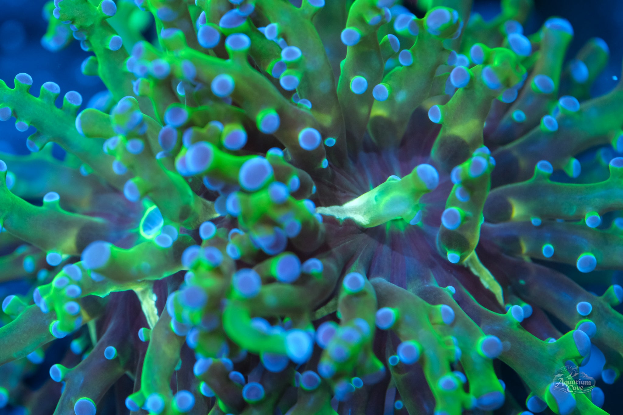 Frogspawn