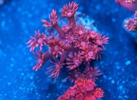 ORA Red Goniopora