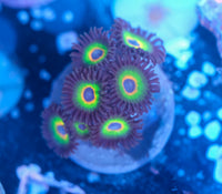 Bob Marley Zoanthid