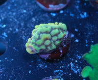 Crazy T Montipora