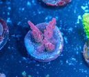 Vivid's Confetti Acropora