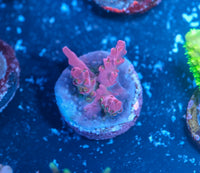 Vivid's Confetti Acropora